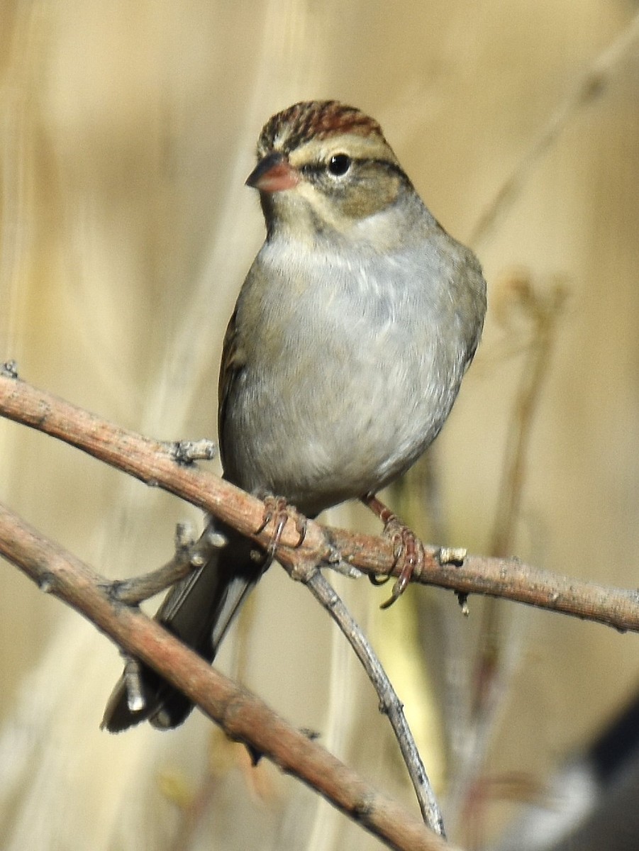 Chipping Sparrow - ML646952563