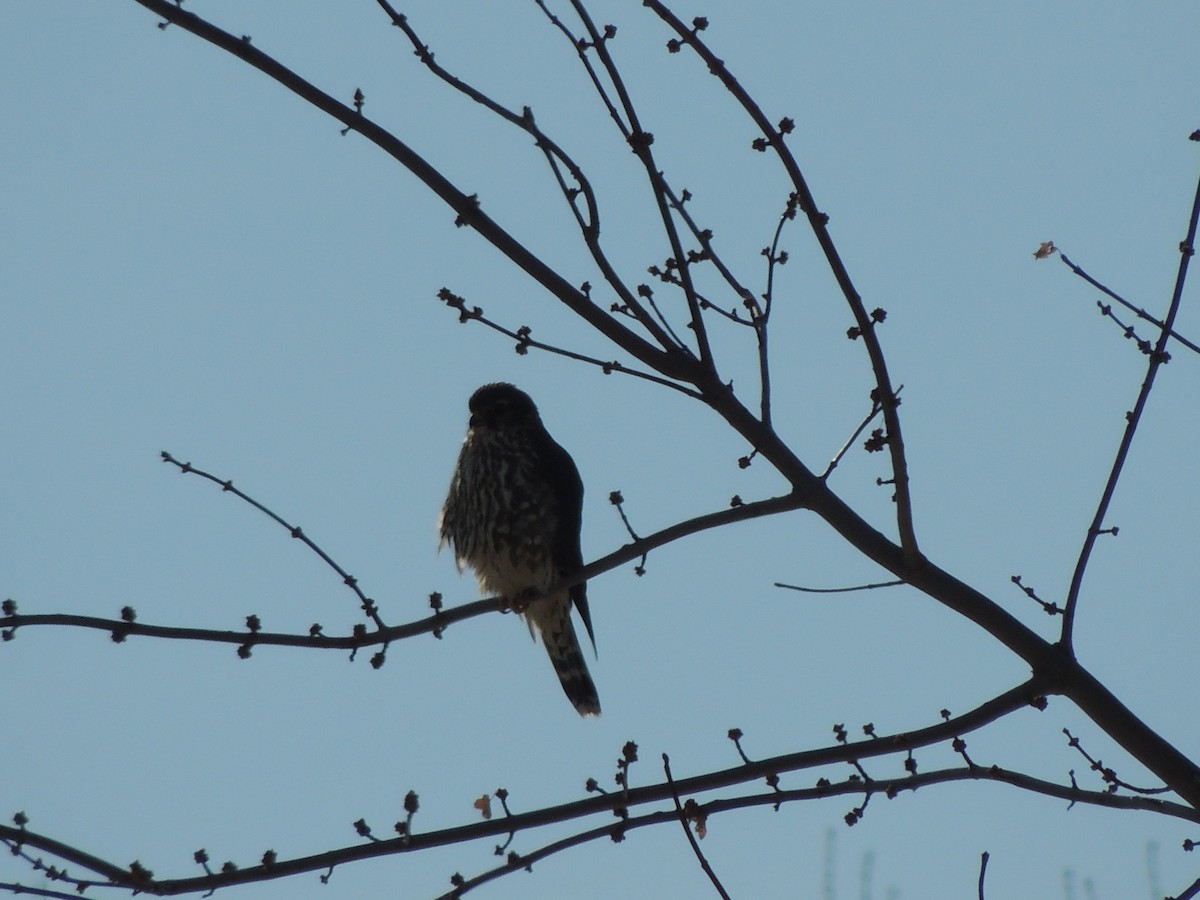 Merlin (Taiga) - ML646952565