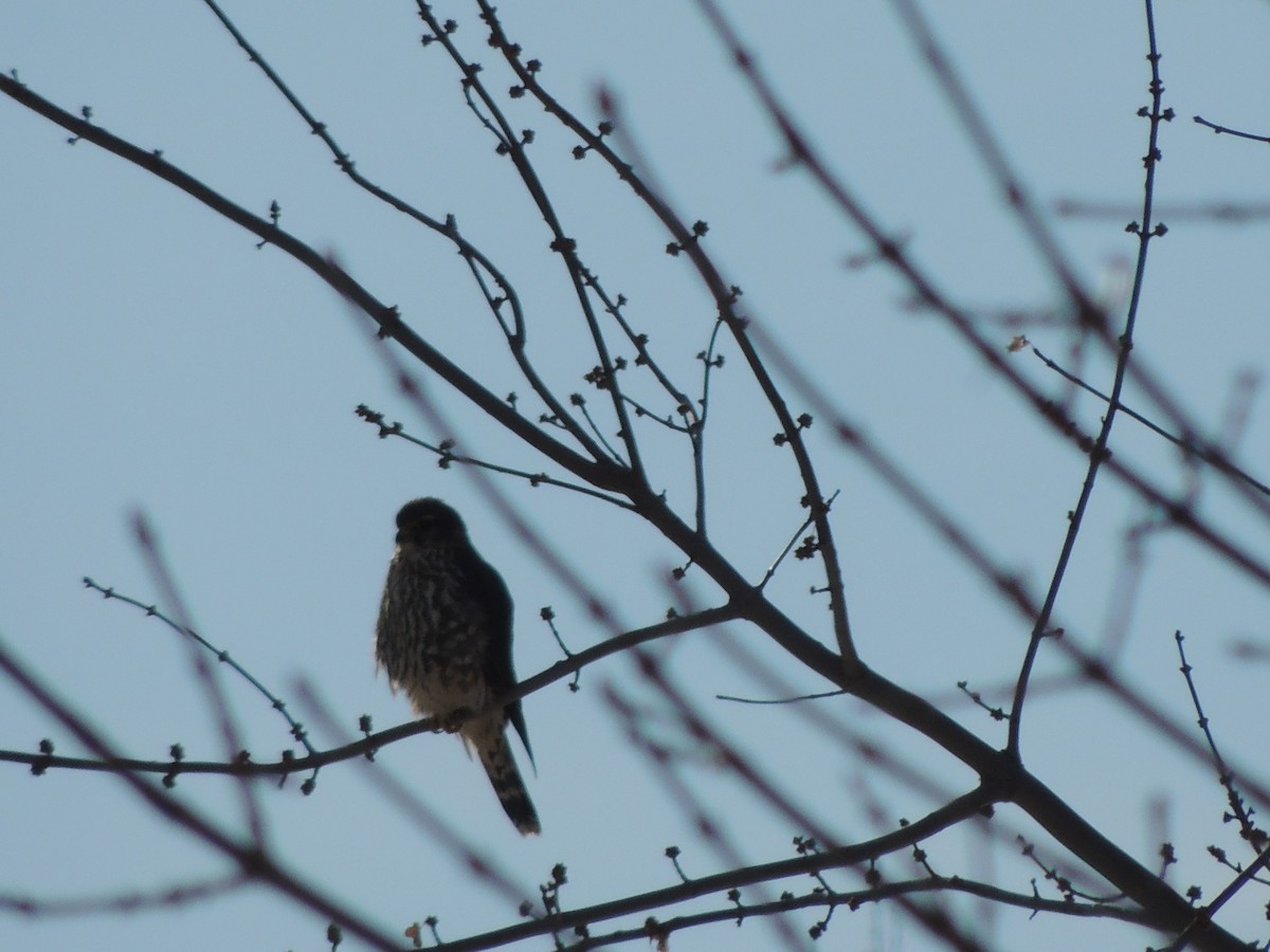 Merlin (Taiga) - ML646952566