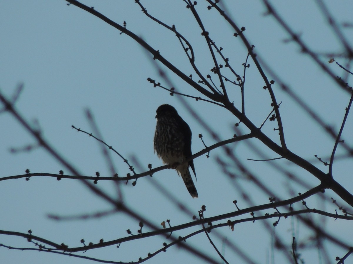 Merlin (Taiga) - ML646952567