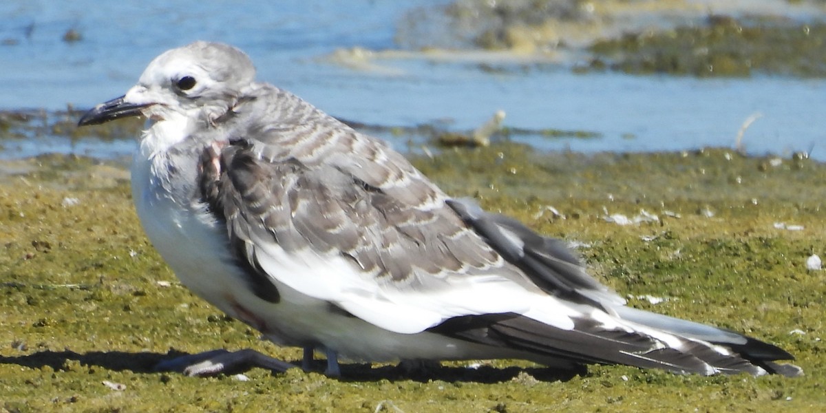 Sabine's Gull - ML646952570