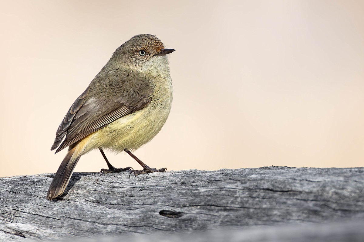 Buff-rumped Thornbill - ML646952571
