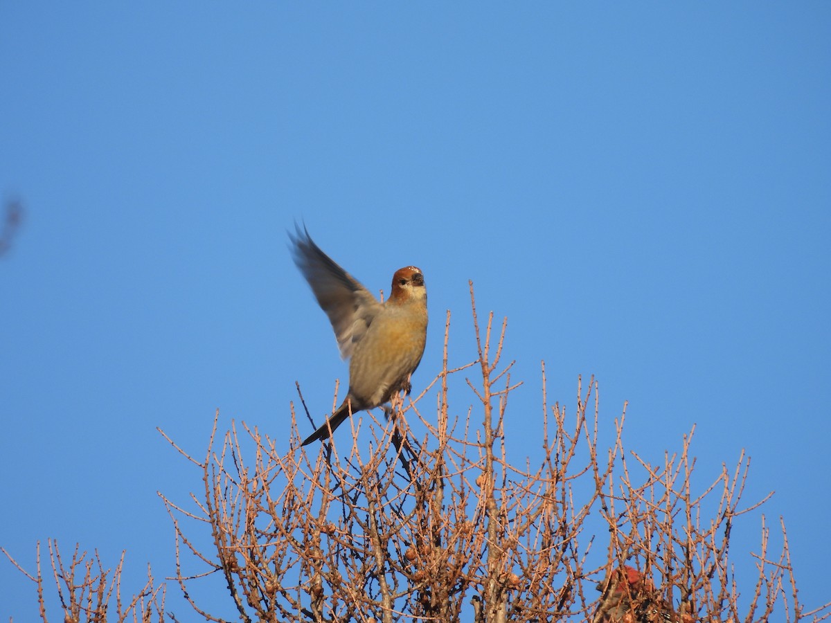 ギンザンマシコ - ML646952572