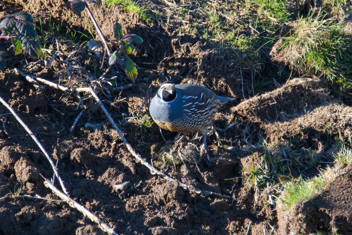 Galeper kaliforniarra - ML646952573