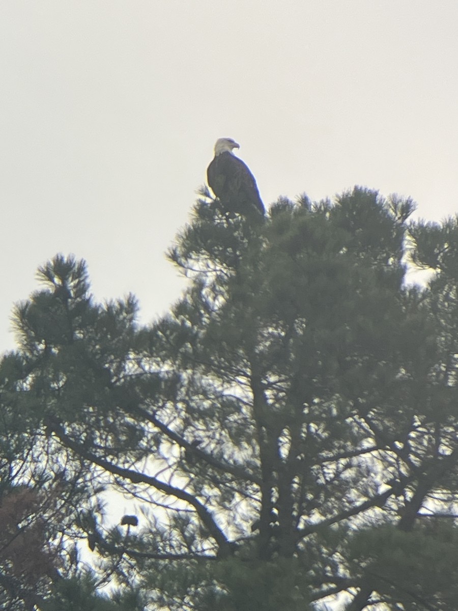 Орлан білоголовий - ML646952574