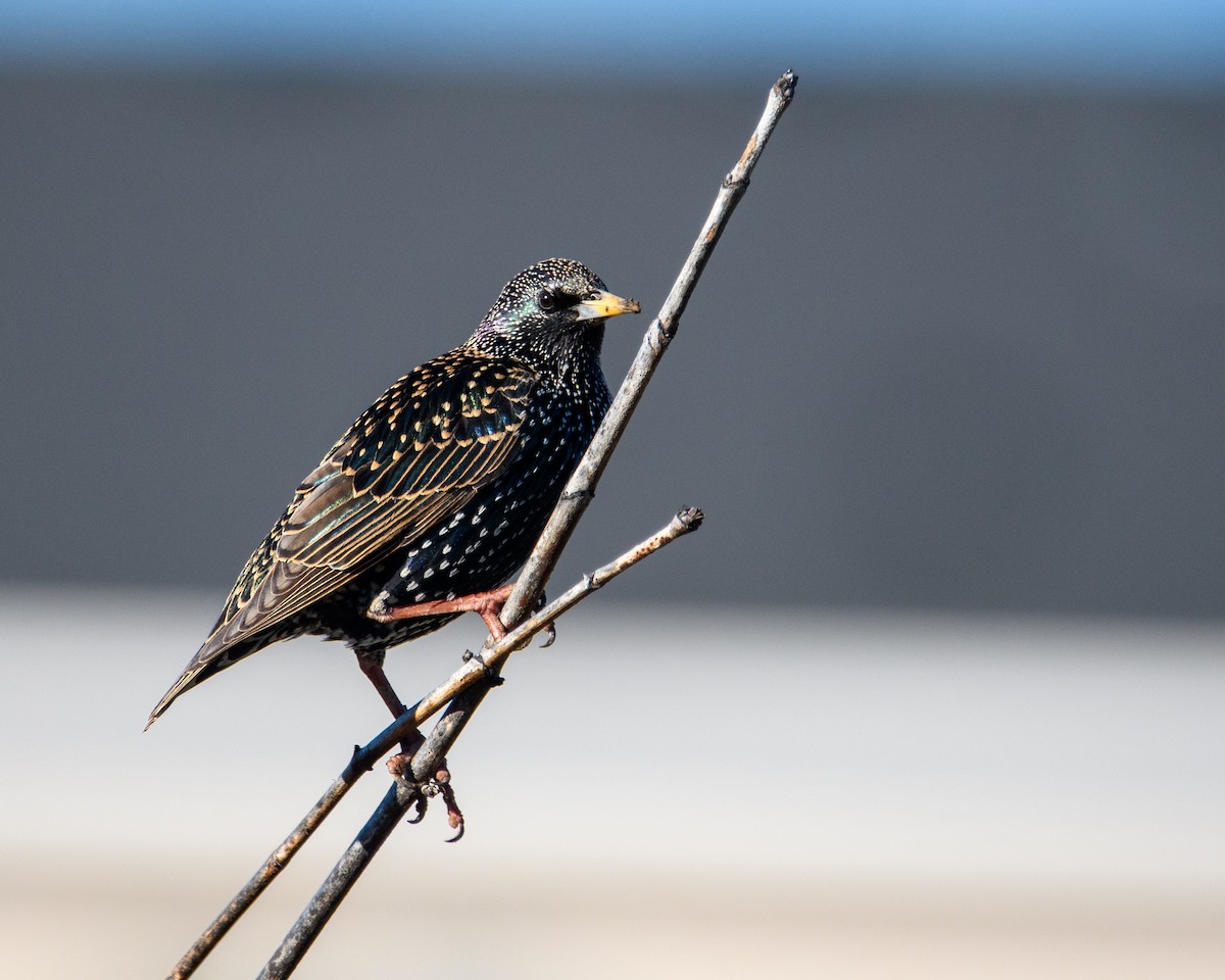 Arabazozo pikarta - ML646952575