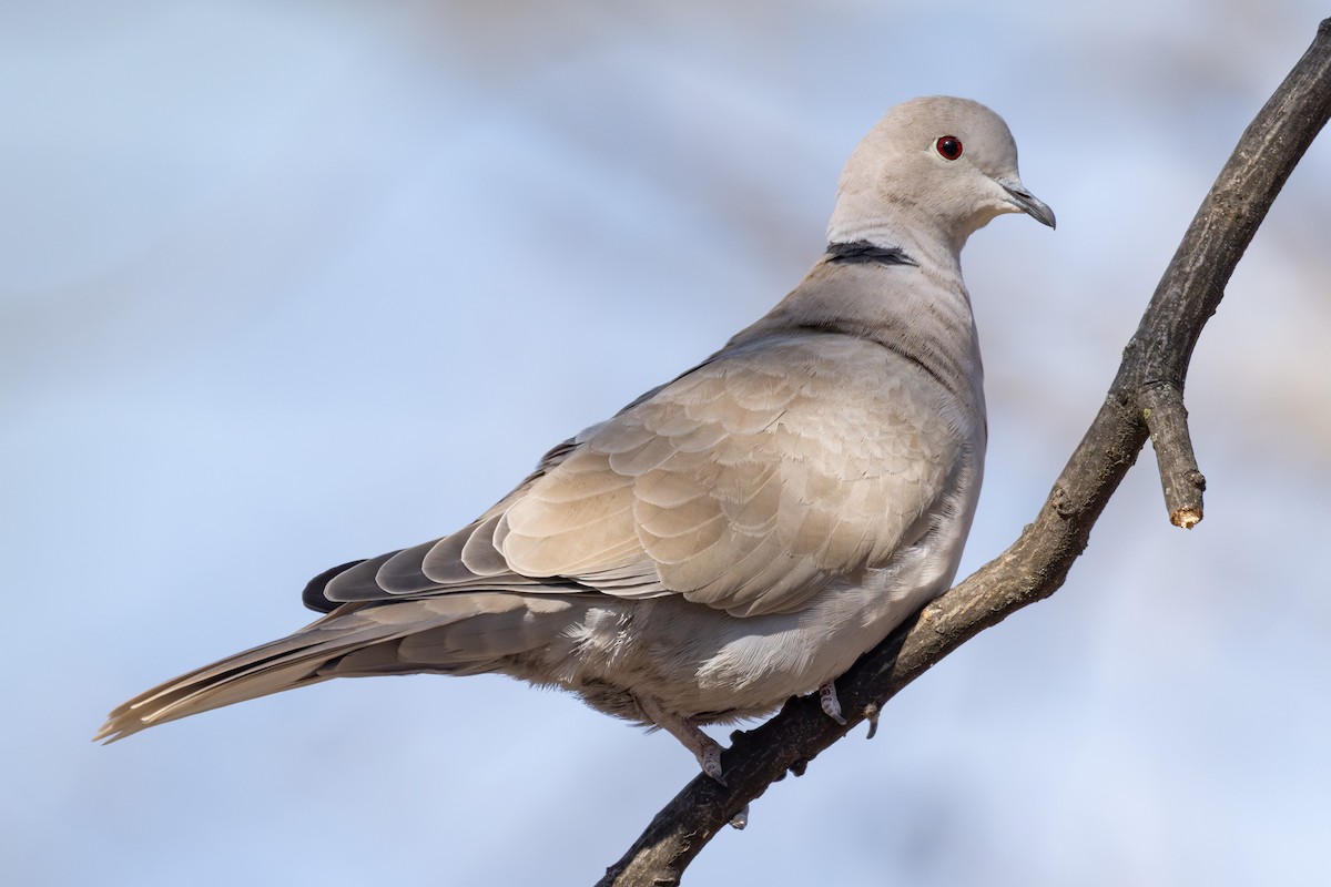 Tórtola Turca - ML646952576