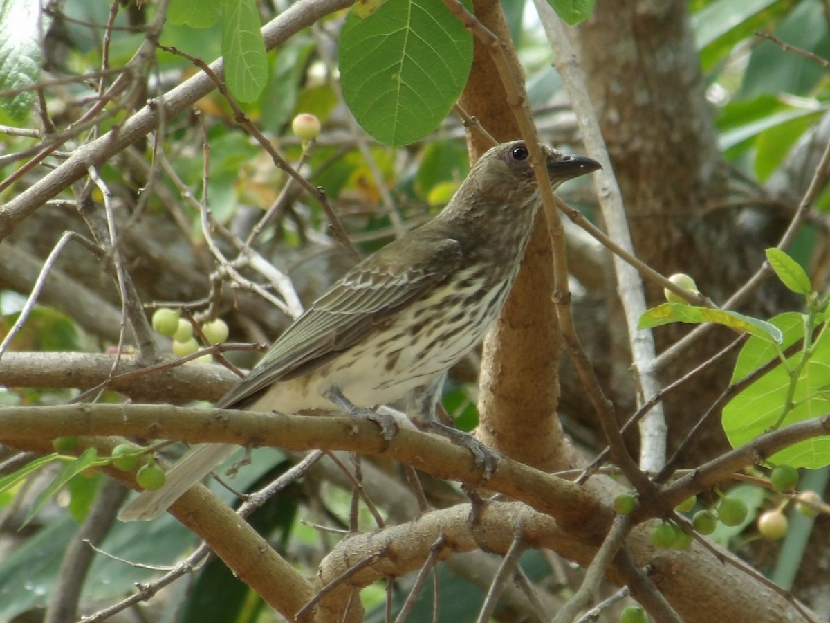 Australasian Figbird - ML646952578