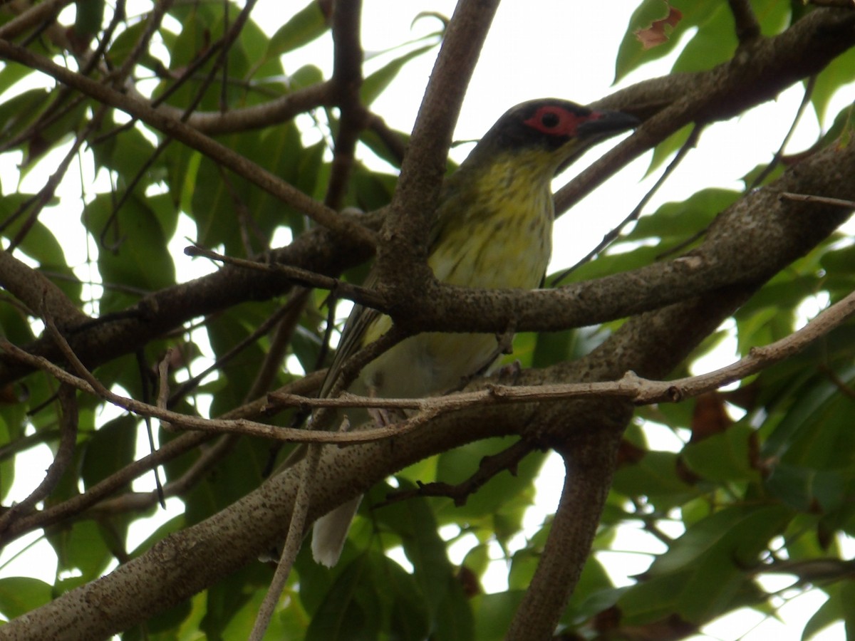 Australasian Figbird - ML646952579