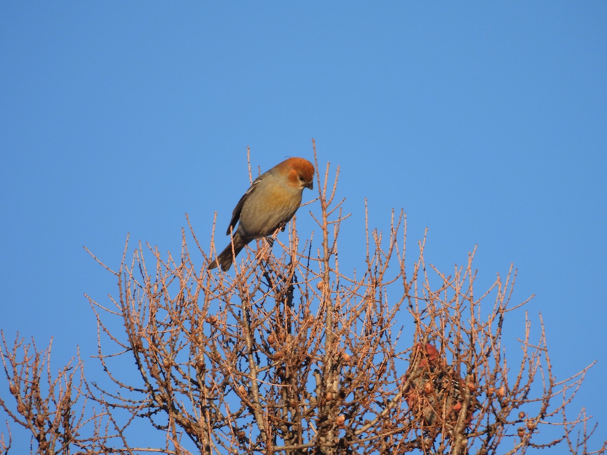 ギンザンマシコ - ML646952580