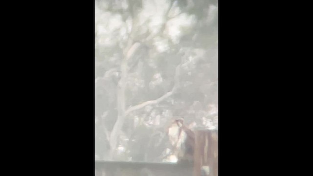 Prairie Falcon - ML646952582