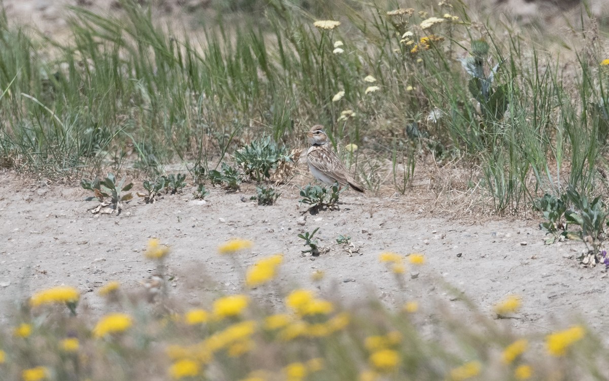 Calandra asiatica - ML646952583