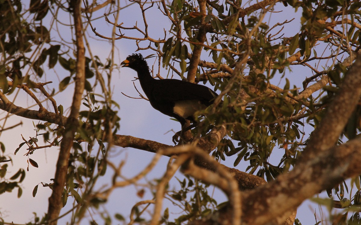 krøllhokko - ML646952584