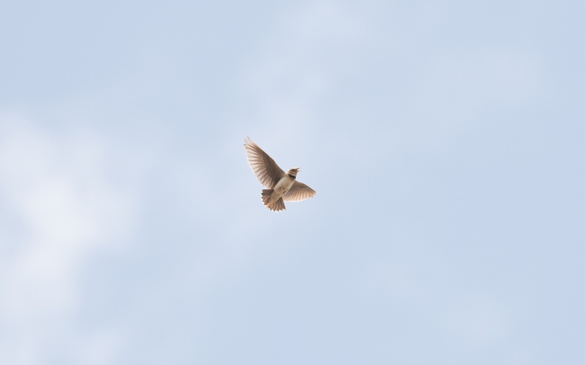 Calandra asiatica - ML646952585