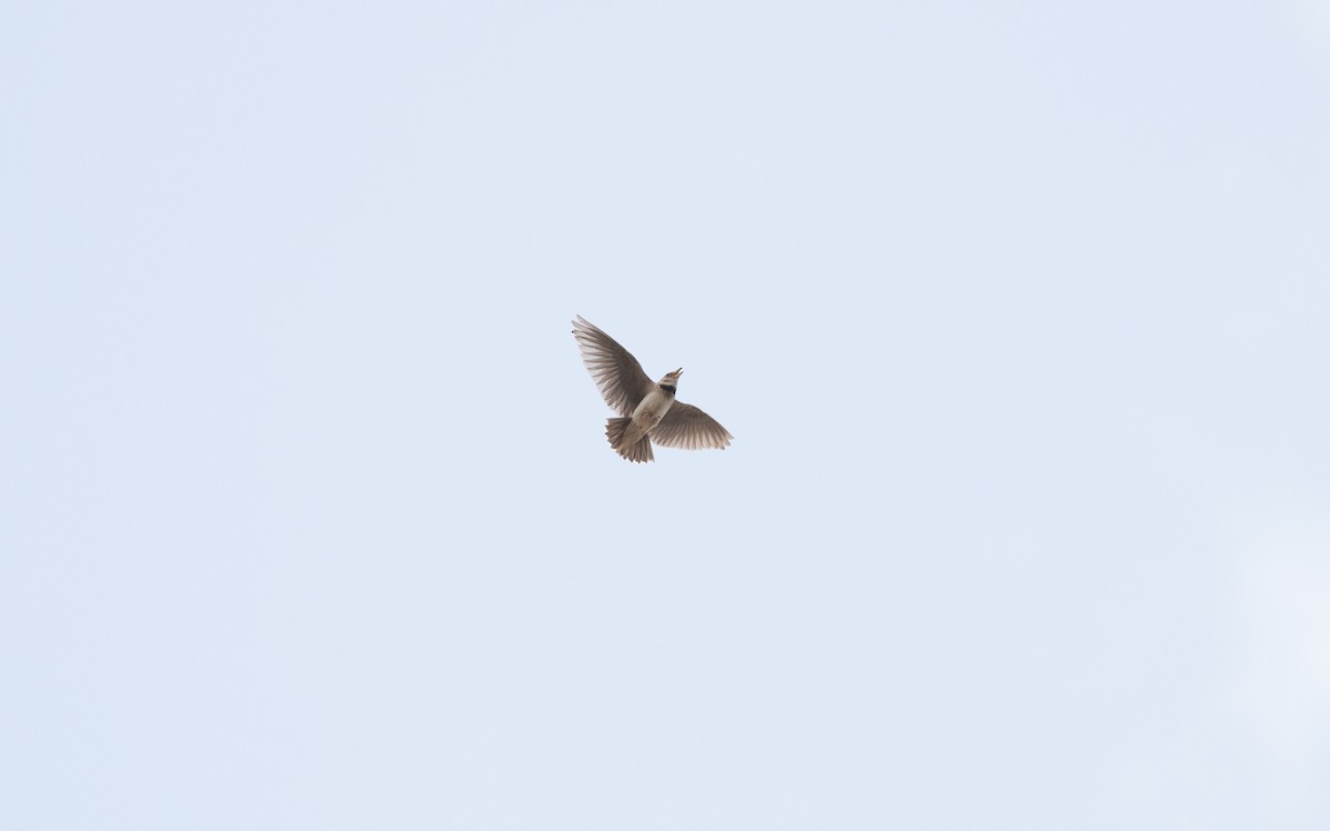 Calandra asiatica - ML646952587