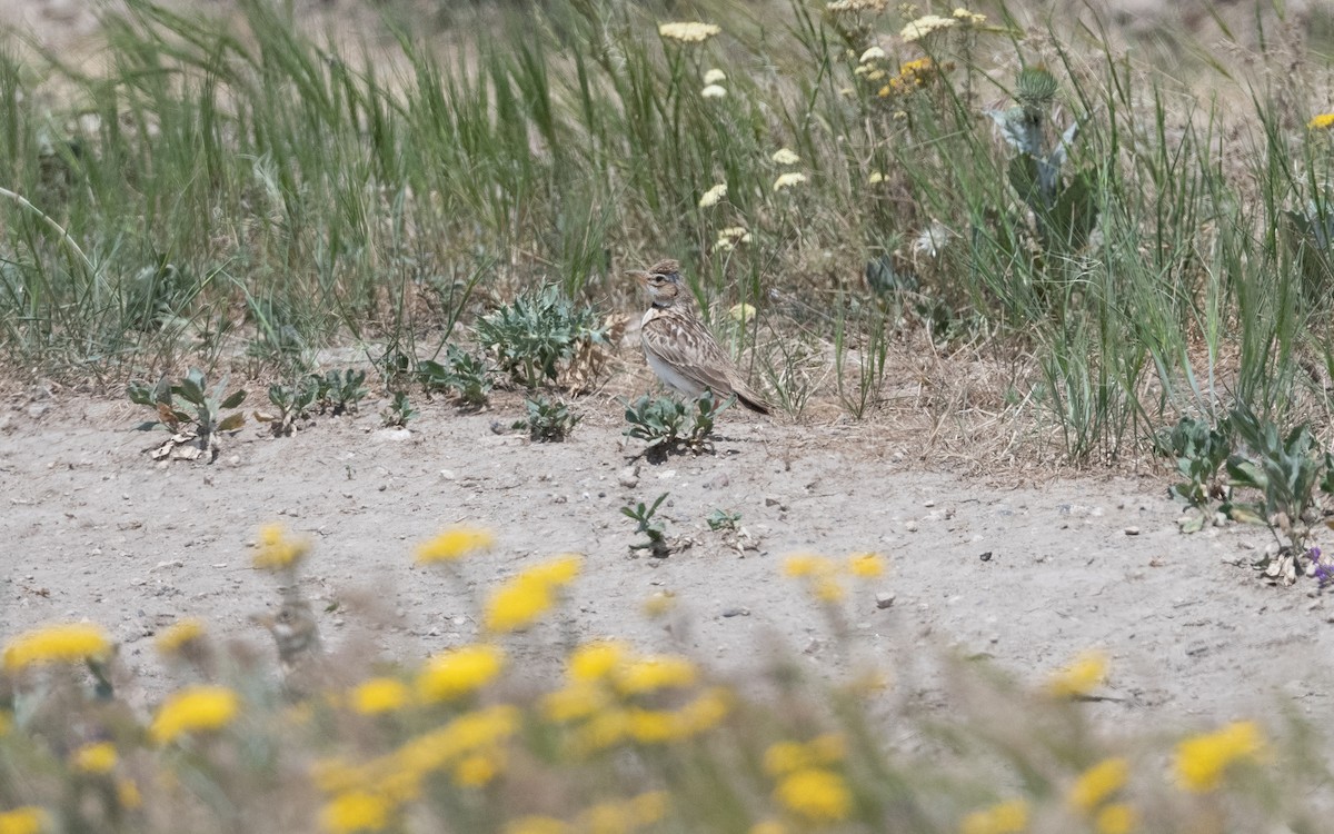 Calandra asiatica - ML646952588