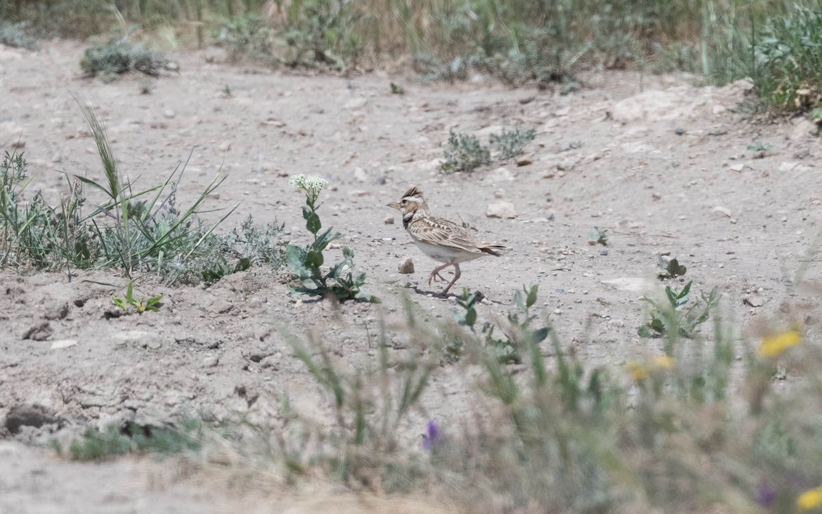Calandra asiatica - ML646952589