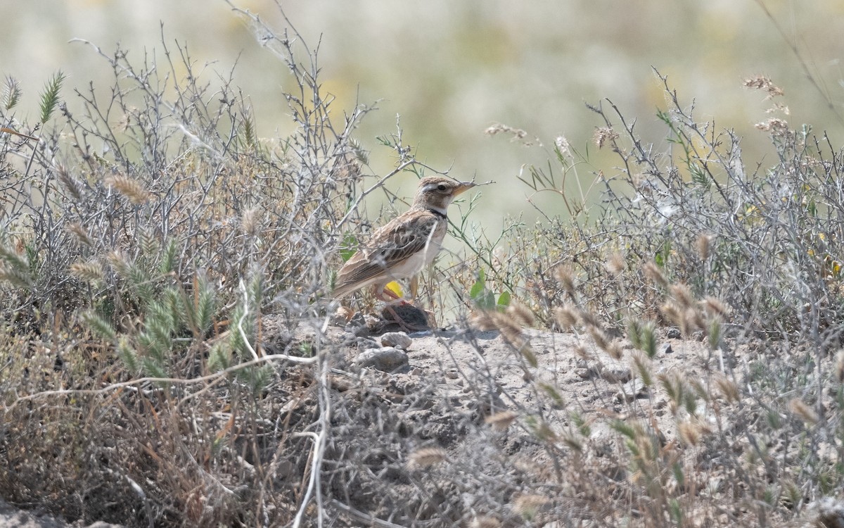 Calandra asiatica - ML646952590