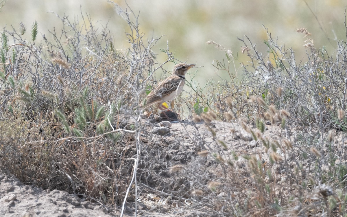 Calandra asiatica - ML646952591