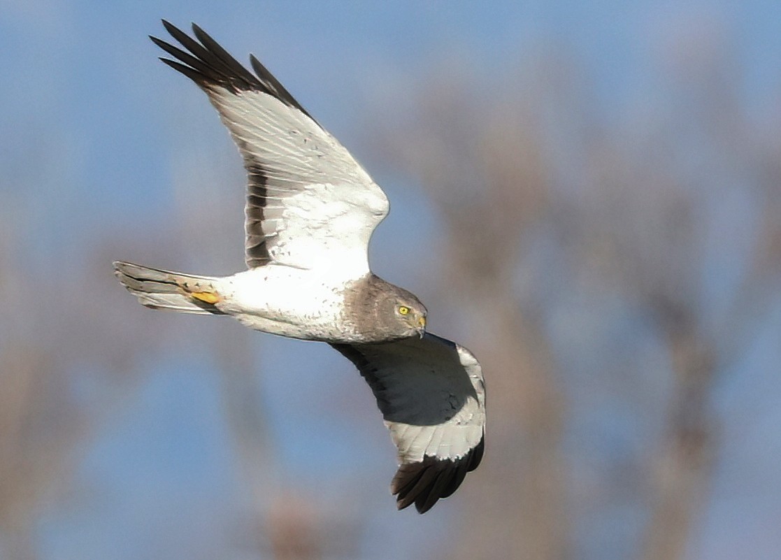 Busard des marais - ML646952596