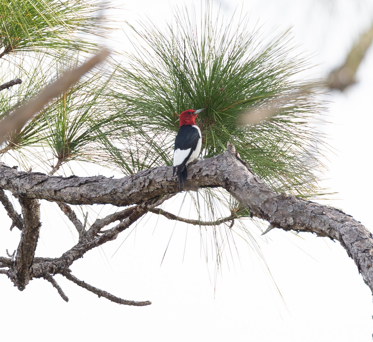Red-headed Woodpecker - ML646952597