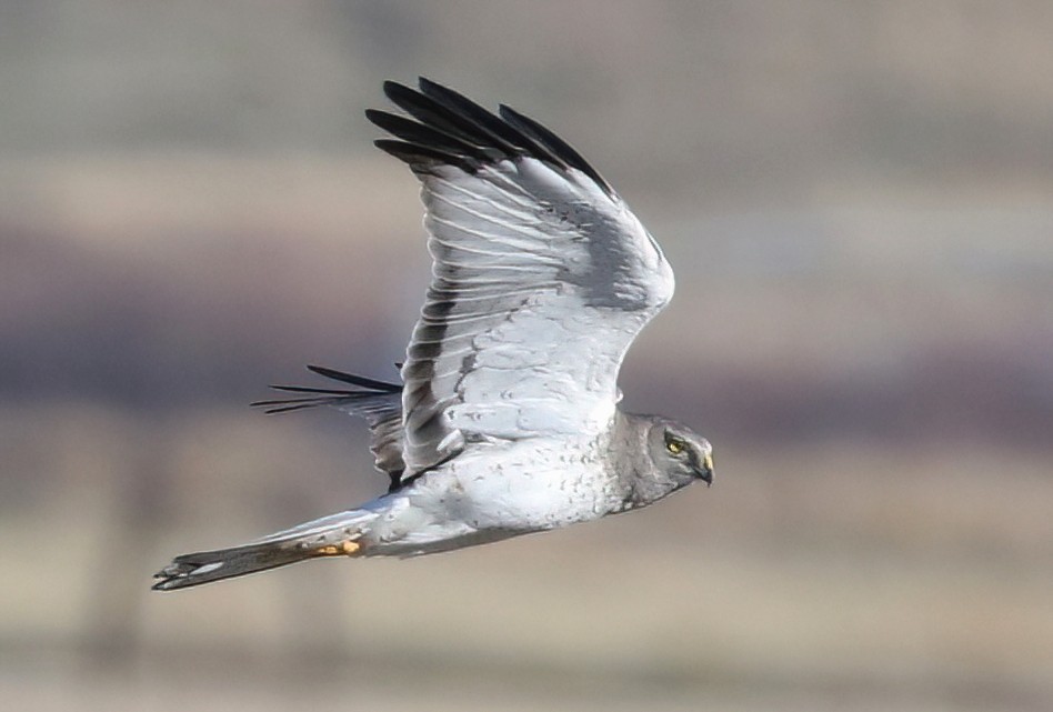 Busard des marais - ML646952598