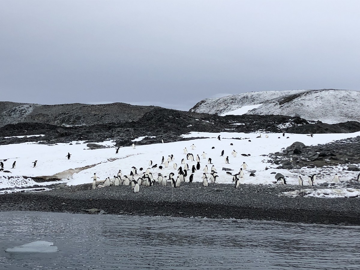 Adelie Penguin - ML646952603