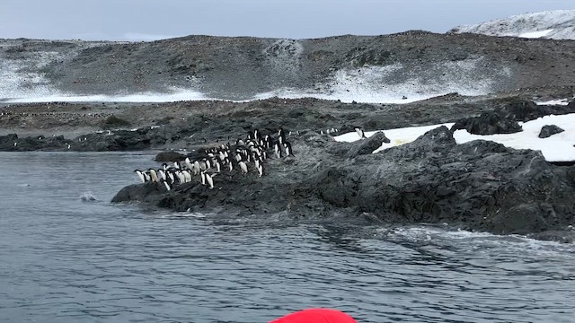 Adelie Penguin - ML646952604
