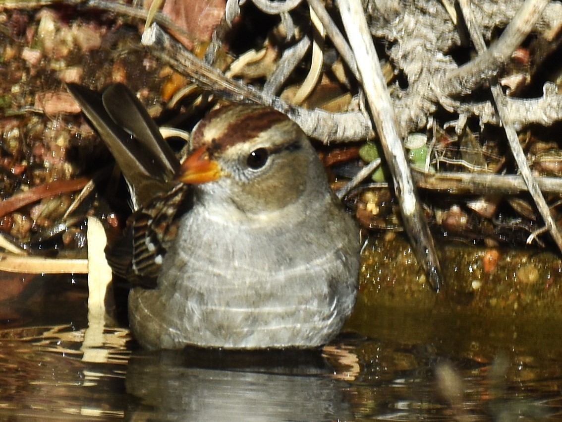 White-crowned Sparrow (Gambel's) - ML646952606