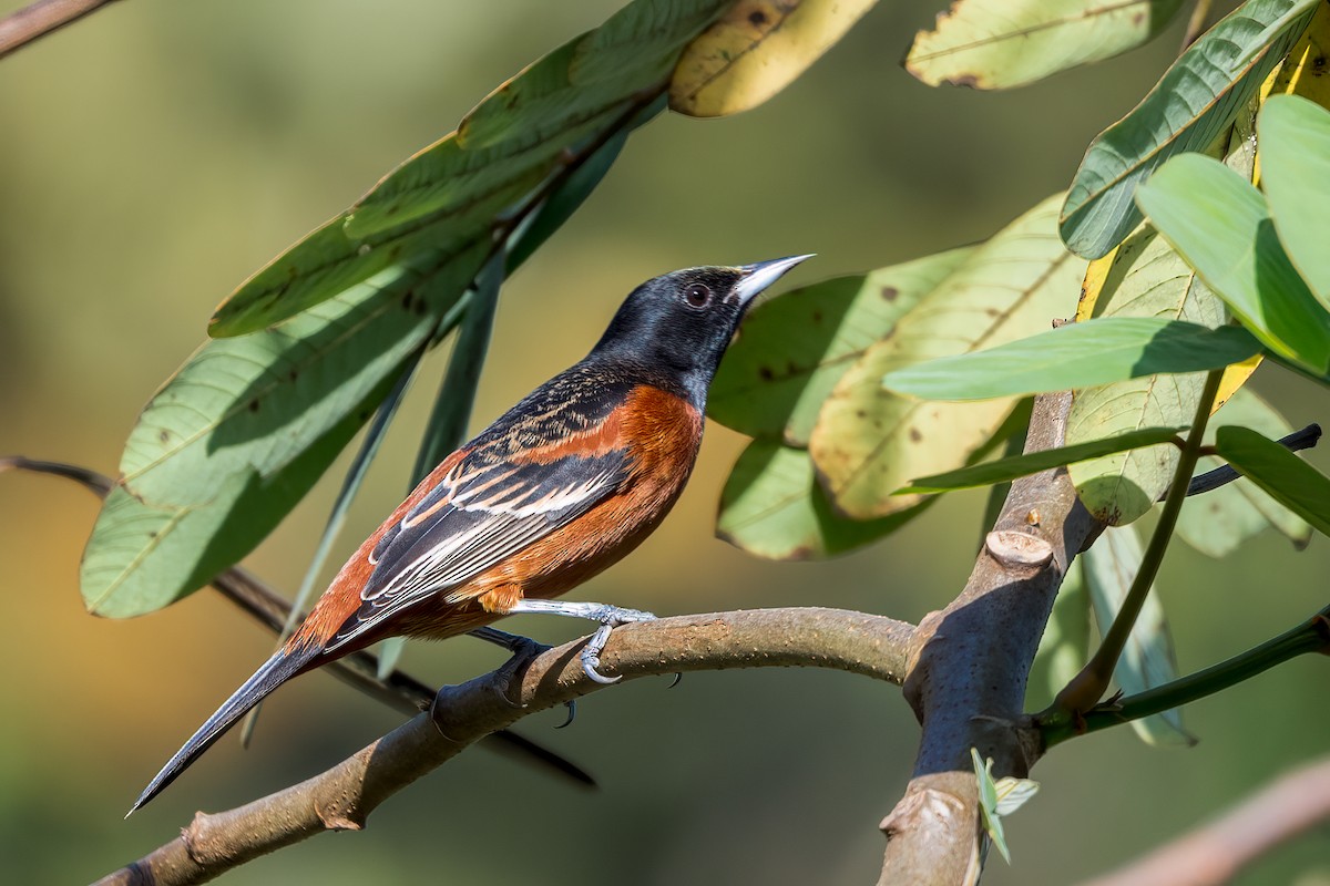 Orchard Oriole - ML646952607