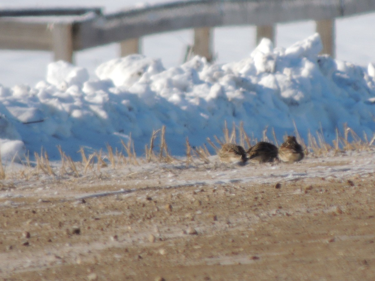 Lapland Longspur - ML646952608