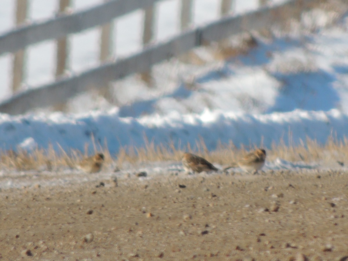 Lapland Longspur - ML646952609