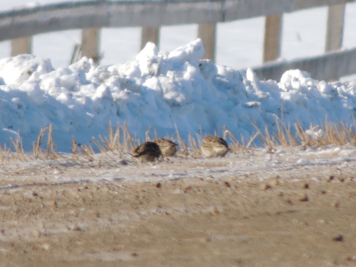 lappspurv - ML646952610