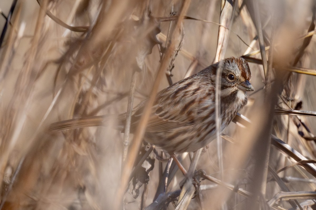 Chingolo Cantor - ML646952611