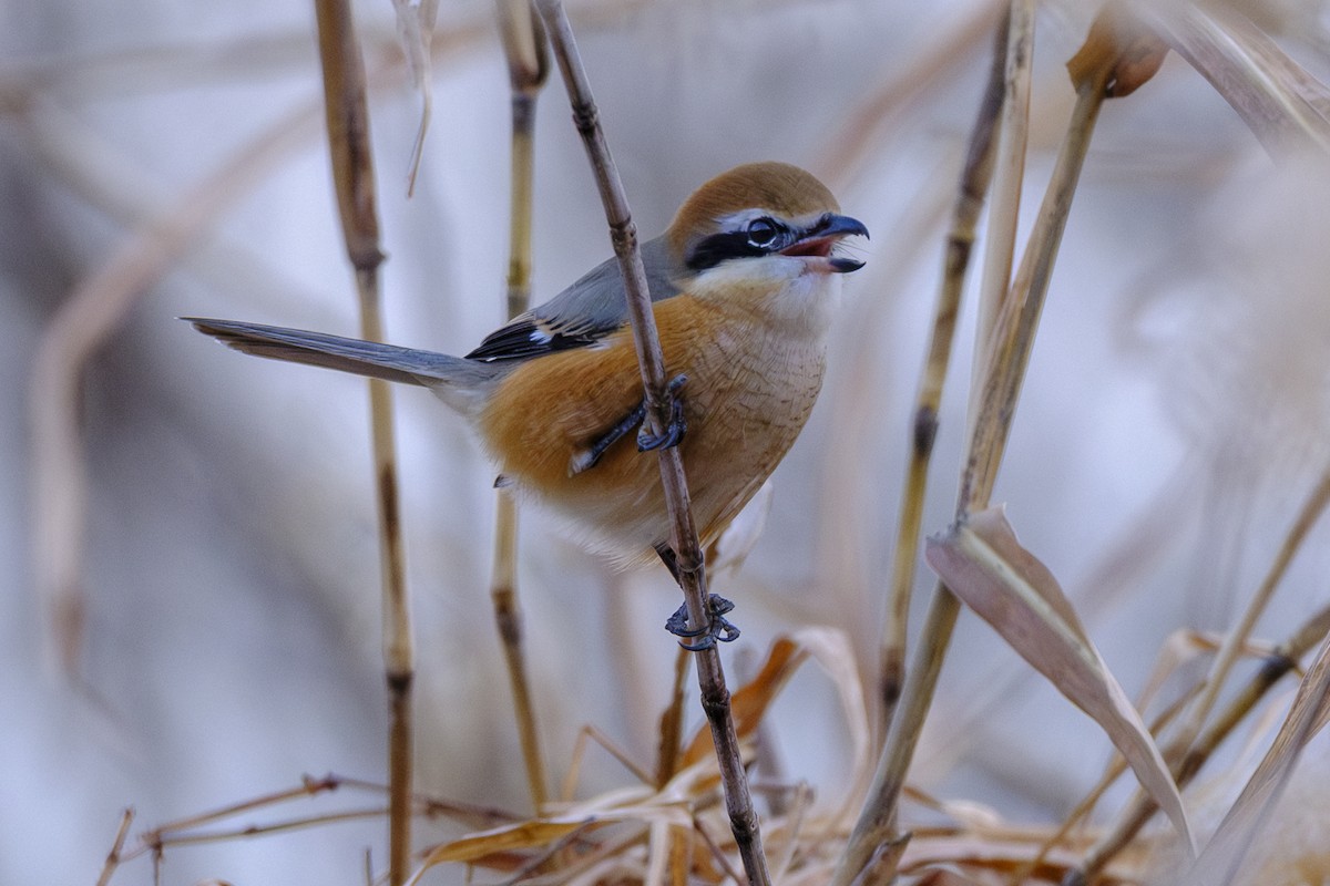 紅頭伯勞 - ML646952612
