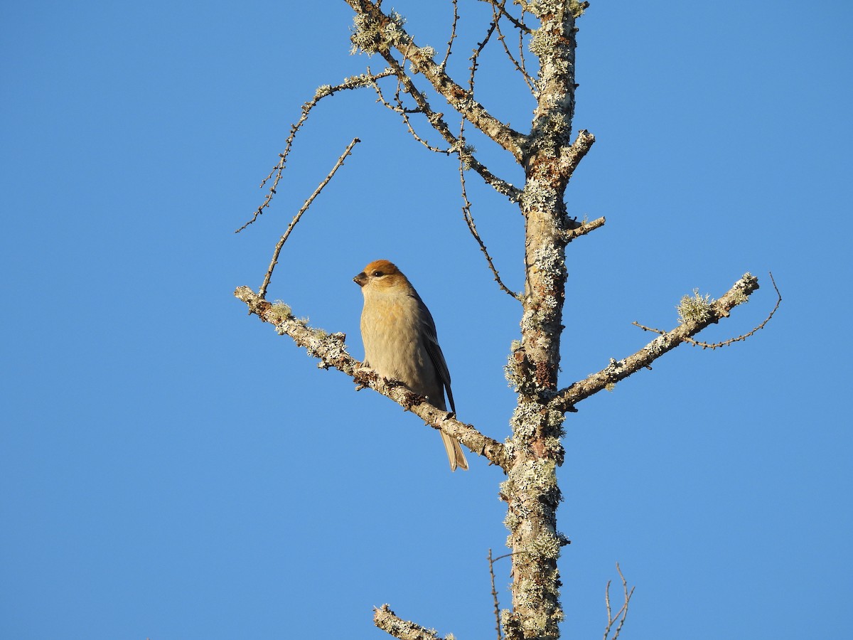 ギンザンマシコ - ML646952615