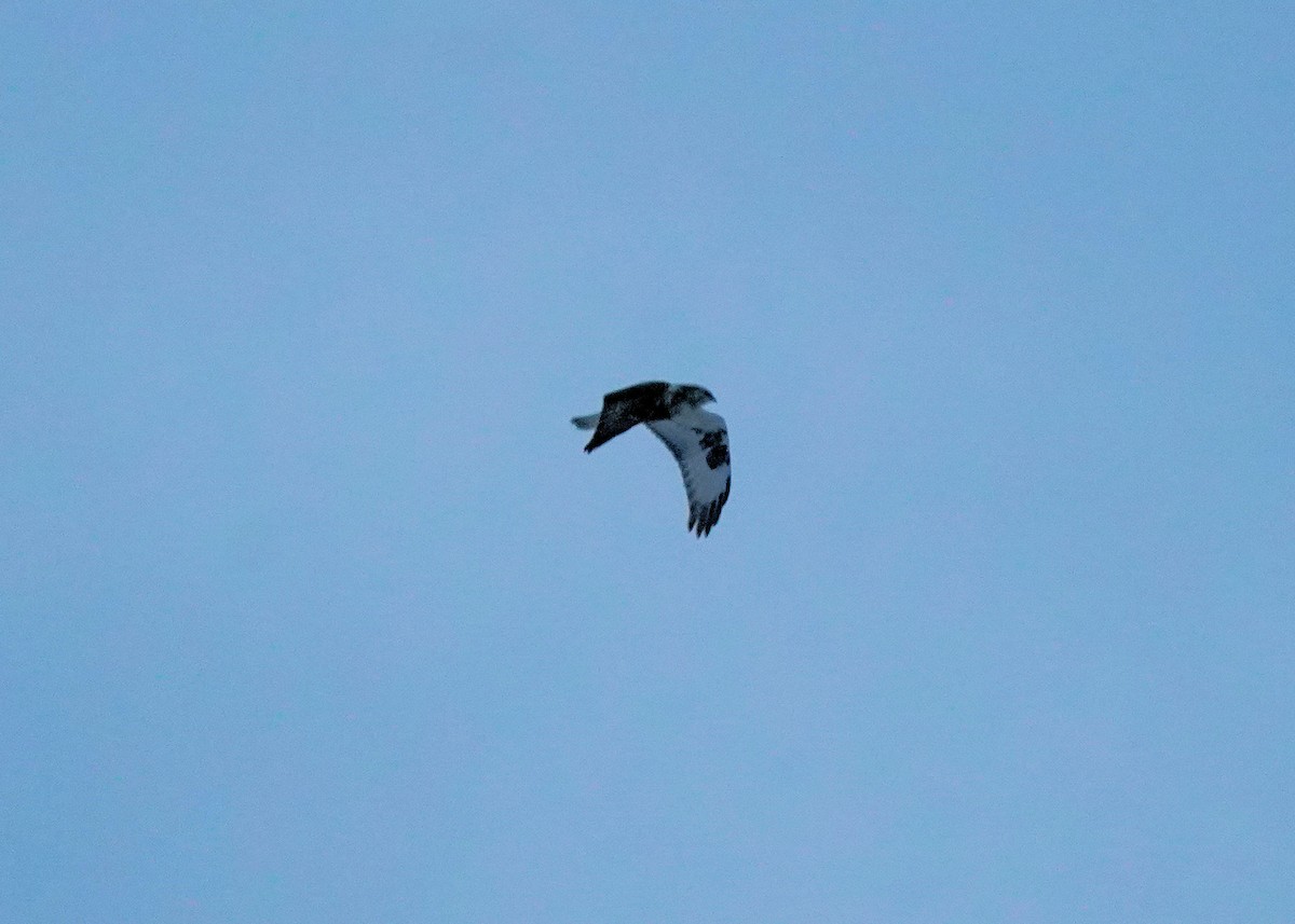 fjellvåk - ML646952616