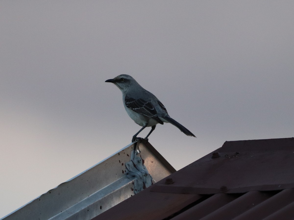 tropespottefugl - ML646952617