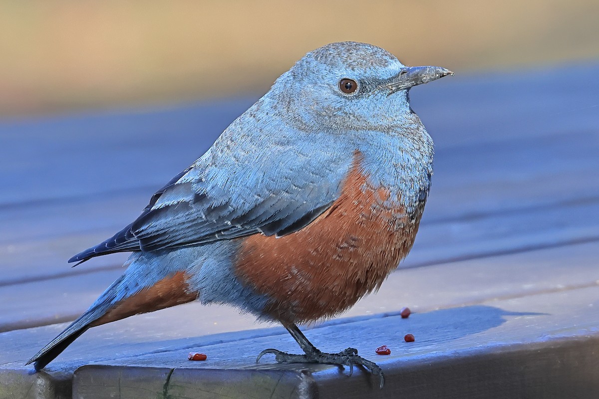 藍磯鶇 - ML646952618