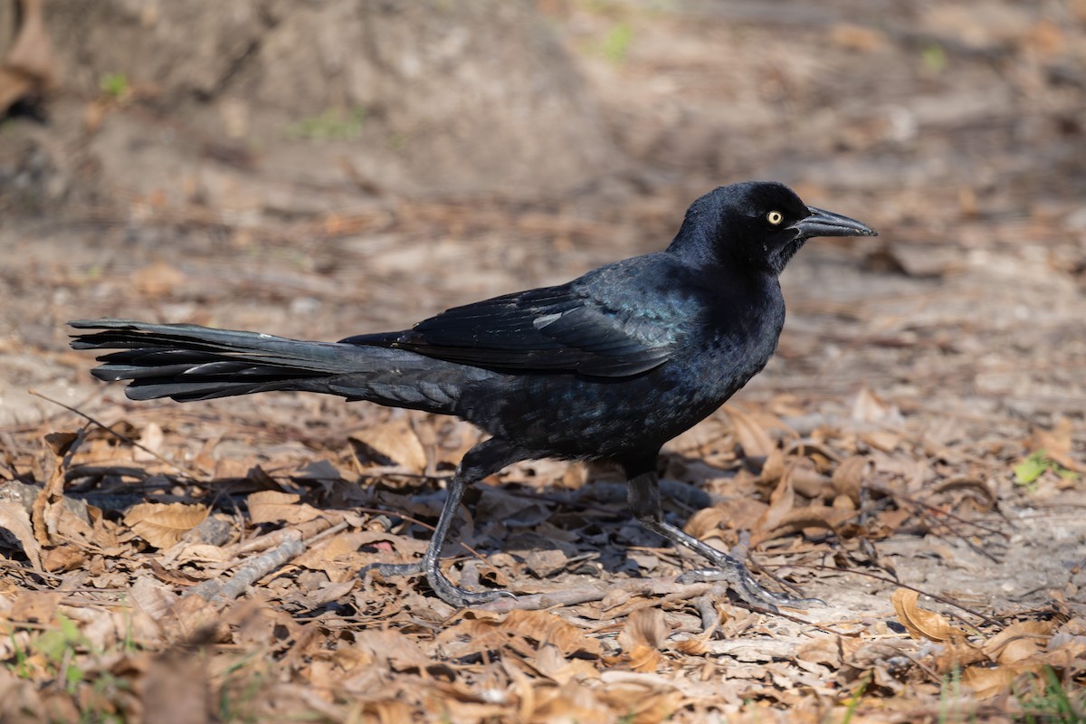 Zanate Mexicano - ML646952619