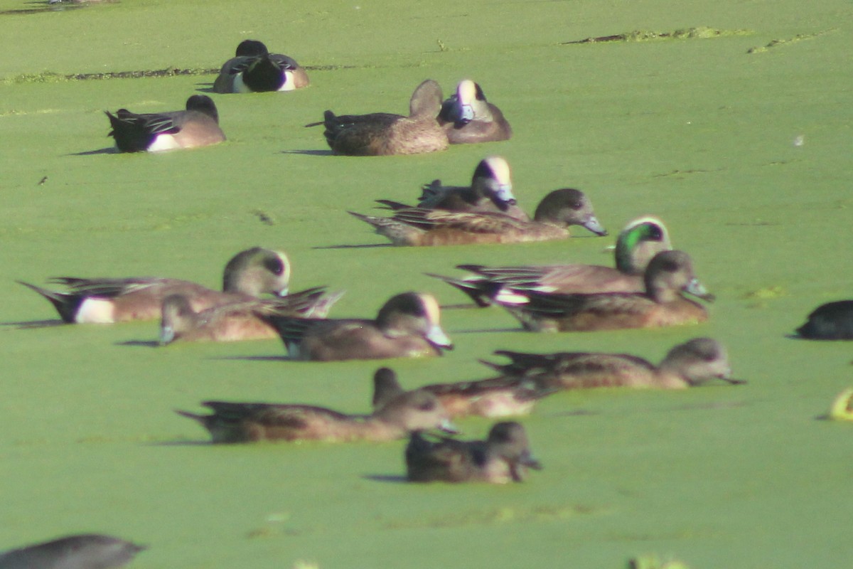 amerikablesand - ML646952620