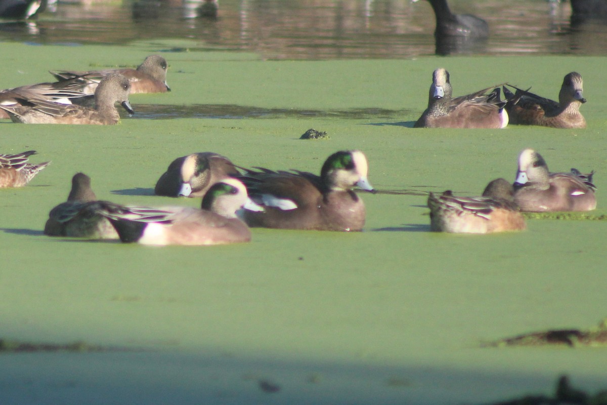 amerikablesand - ML646952621