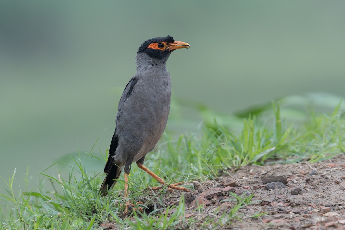 landsbystær - ML646952622