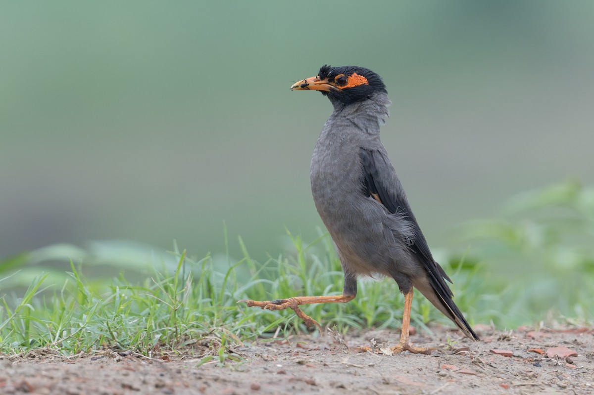 landsbystær - ML646952623