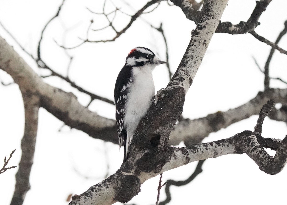 Downy Woodpecker - ML646952624