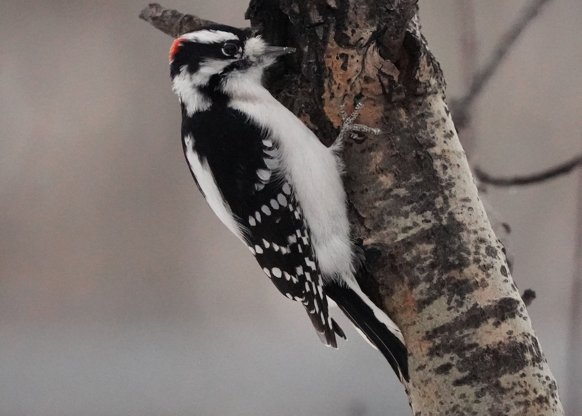Downy Woodpecker - ML646952625