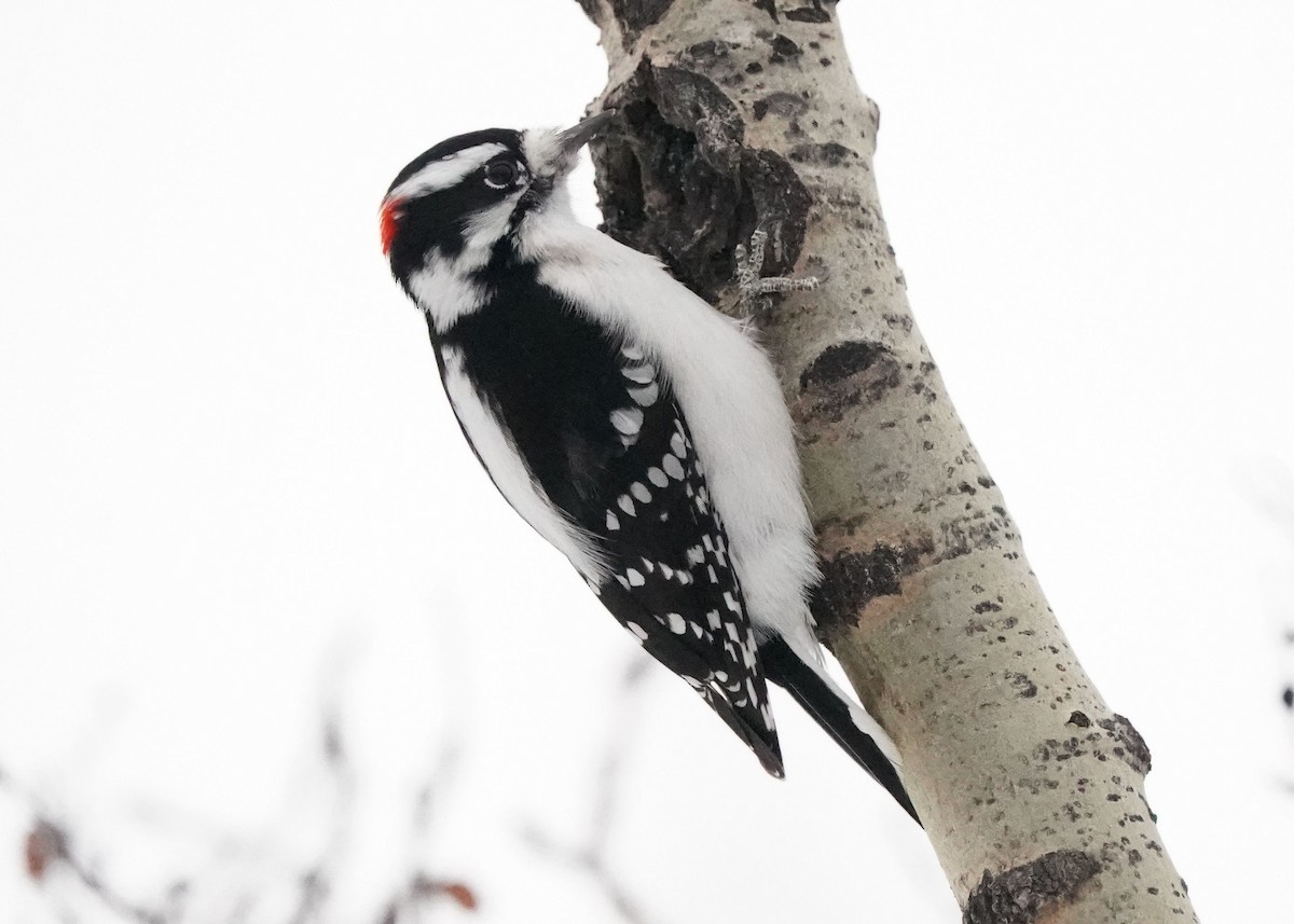 Downy Woodpecker - ML646952626