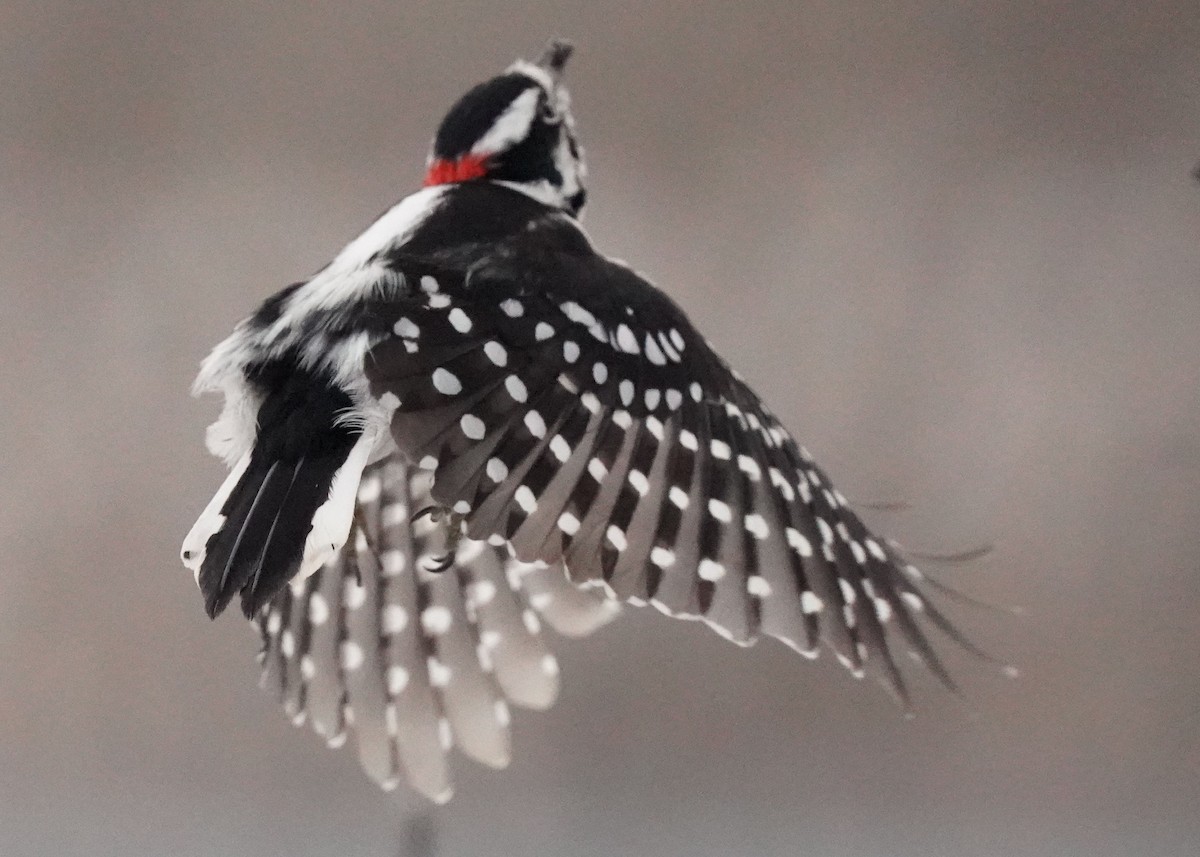 Downy Woodpecker - ML646952627