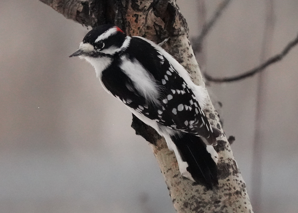 Downy Woodpecker - ML646952629