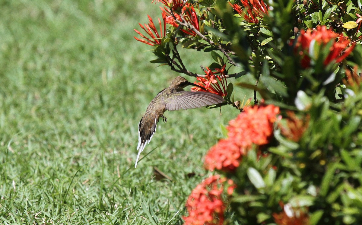 okerbukeremitt - ML646952630